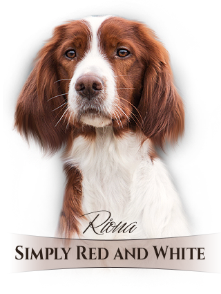 Irský červenobílý setr Simply Red and White Riona