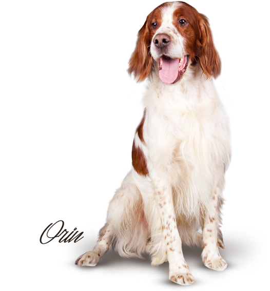 Irish Red and White Setter Neverending Passion Shadow Dog