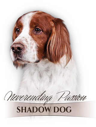 Irish Red and White Setter Neverending Passion Shadow Dog