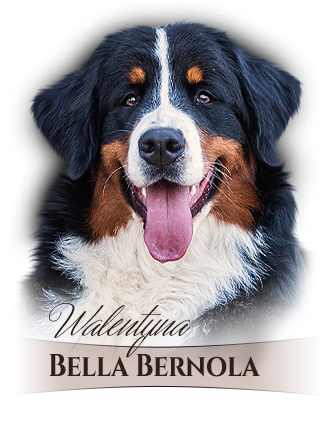 Bernese Mountain Dog Walentyna Bella Bernola